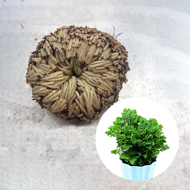 Rose of Jericho - The Resurrection Plant